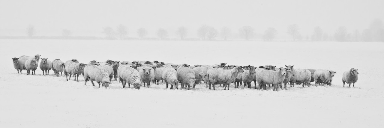 winter, sheep, herd-1142029.jpg